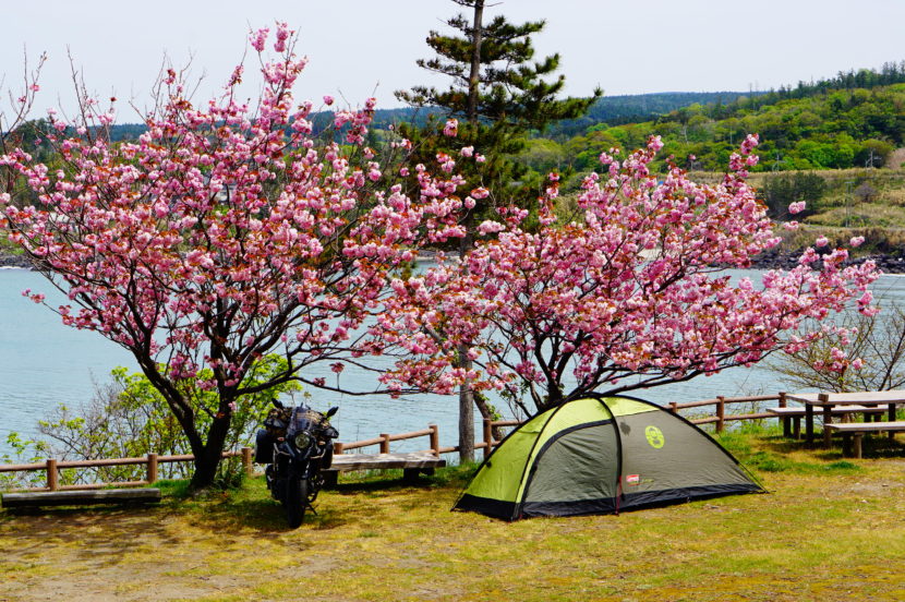 穴場スポット！にかほ市の三崎公園キャンプ場で山・海・桜を満喫！