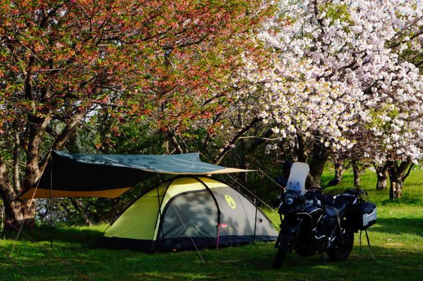 桜の花が咲く湖畔に設営したタープとテント。