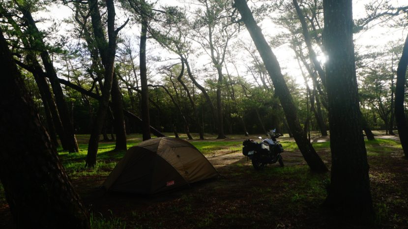 鹿児島県東串良町ふれあいの森キャンプ場の松林サイトに横付けされたV-Strom 250とアテナツーリングワイド130のテント。砂の地面は松葉に覆われている。